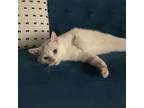 Adopt Nissy a White Domestic Shorthair / Domestic Shorthair / Mixed cat in