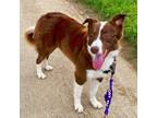 Adopt Rooster a Red/Golden/Orange/Chestnut Mixed Breed (Large) / Mixed dog in