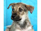 Adopt Nyx a Brown/Chocolate - with Tan German Shepherd Dog / Shepherd (Unknown