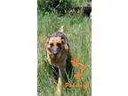 Adopt Precious a Black - with Tan, Yellow or Fawn German Shepherd Dog / Mixed