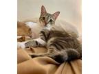 Adopt Pauline a Domestic Shorthair / Mixed cat in Camden, SC (41445874)