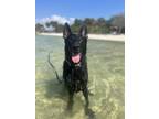 Adopt Kylo a Black German Shepherd Dog / Mixed dog in Ooltewah, TN (41445917)
