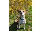 Adopt Star a White - with Tan, Yellow or Fawn Mixed Breed (Medium) / Mixed dog