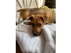 Adopt Saffron a Brown/Chocolate - with White Boxer / Mixed Breed (Medium) /