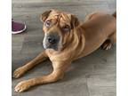 Adopt Bentley a Red/Golden/Orange/Chestnut - with Black Shar Pei / Beagle /