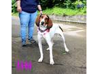 Adopt Lyla a White Treeing Walker Coonhound / Mixed dog in Newport