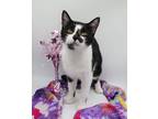 Adopt Blinky III a All Black Domestic Shorthair / Mixed cat in Muskegon