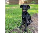 Adopt Skipper G. a Labrador Retriever dog in Richardson, TX (40604026)