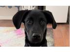 Adopt Skipper G. a Labrador Retriever dog in Richardson, TX (40604026)