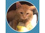 Adopt REGINALD a Orange or Red Tabby Domestic Shorthair (short coat) cat in