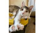 Adopt Sugar Bear a Domestic Shorthair / Mixed cat in Camden, SC (41445797)