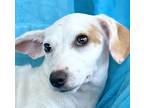 Adopt Laci a White - with Tan, Yellow or Fawn Chiweenie / Dachshund / Mixed dog