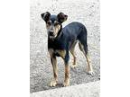 Adopt RANGER -Active friendly SUPER sweet a Black - with Tan