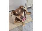 Adopt Sandler a Doberman Pinscher dog in Windsor, CO (41445877)