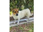 Adopt Kylie a White - with Tan, Yellow or Fawn Jack Russell Terrier dog in