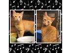 Adopt MORTON a Orange or Red Tabby Domestic Shorthair (short coat) cat in
