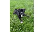 Adopt Indie (Musical Styles) a Black - with White Labrador Retriever dog in New