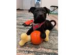 Adopt Thyme (Herb 2024) a Black Labrador Retriever dog in New Albany