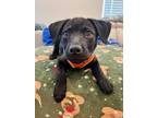 Adopt Dill (Herb 2024) a Black Labrador Retriever dog in New Albany