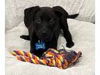 Adopt Fennel (Herb 2024) a Black Labrador Retriever dog in New Albany