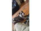 Adopt Chyna a Gray/Silver/Salt & Pepper - with White American Staffordshire