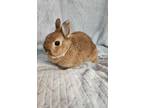 Adopt Acorn a Fawn Dwarf / Satin / Mixed (medium coat) rabbit in Moncton