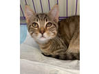 Adopt General a Brown or Chocolate Domestic Shorthair / Domestic Shorthair /