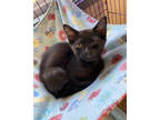 Adopt Pearl a All Black Domestic Mediumhair / Domestic Shorthair / Mixed cat in