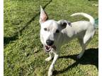 Adopt Missouri a White Collie / Mixed dog in Conway, SC (40944126)