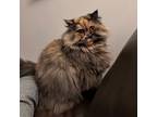 Adopt Penny a Tortoiseshell Persian / Mixed Breed (Medium) / Mixed (short coat)