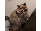 Adopt Penny a Brown or Chocolate Persian / Domestic Shorthair / Mixed cat in