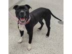 Adopt Orwell a Black American Pit Bull Terrier / Mixed Breed (Medium) / Mixed