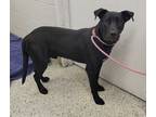Adopt Moby a Black Mixed Breed (Large) / Mixed dog in Kansas City, MO (41445827)