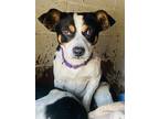 Adopt Tico a White Australian Cattle Dog / Mixed dog in San Antonio