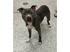 Adopt Hockney a Gray/Blue/Silver/Salt & Pepper American Pit Bull Terrier / Mixed