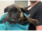 Adopt Bosley a Black Mixed Breed (Large) / Mixed dog in Kansas City