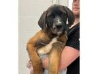 Adopt Sasquatch a Brown/Chocolate Mixed Breed (Large) / Mixed dog in Kansas