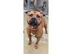 Adopt Queso a Tan/Yellow/Fawn Mixed Breed (Large) / Mixed dog in Blackwood