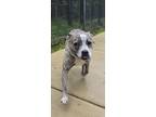 Adopt Peach Schnapps a Brindle Mixed Breed (Large) / Mixed dog in Blackwood