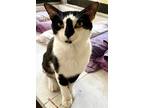 Adopt Romeo a Black & White or Tuxedo Domestic Shorthair (short coat) cat in