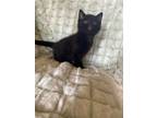 Adopt Meatball a All Black Domestic Shorthair (short coat) cat in Taylor