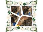 Adopt ABBY DABBY a Gray, Blue or Silver Tabby Domestic Shorthair (short coat)