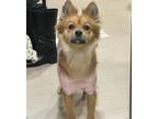 Adopt Bae a Tan/Yellow/Fawn Pomeranian dog in New York, NY (41168979)