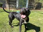 Adopt Kookie (HW+) a Black Labrador Retriever / Terrier (Unknown Type