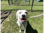 Adopt Papaya a White American Pit Bull Terrier / Mixed dog in Conway