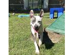 Adopt Maximus a Gray/Blue/Silver/Salt & Pepper Terrier (Unknown Type