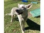 Adopt King(HW+) a White German Shepherd Dog / Mixed dog in Conway, SC (41419930)