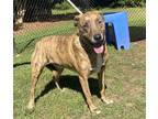 Adopt Bowie a Tan/Yellow/Fawn American Pit Bull Terrier / Mixed Breed (Medium) /