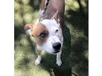 Adopt Taz a White Australian Cattle Dog / Mixed dog in Flagstaff, AZ (41444221)