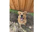 Adopt Clifford a Red/Golden/Orange/Chestnut Mixed Breed (Large) / Mixed dog in